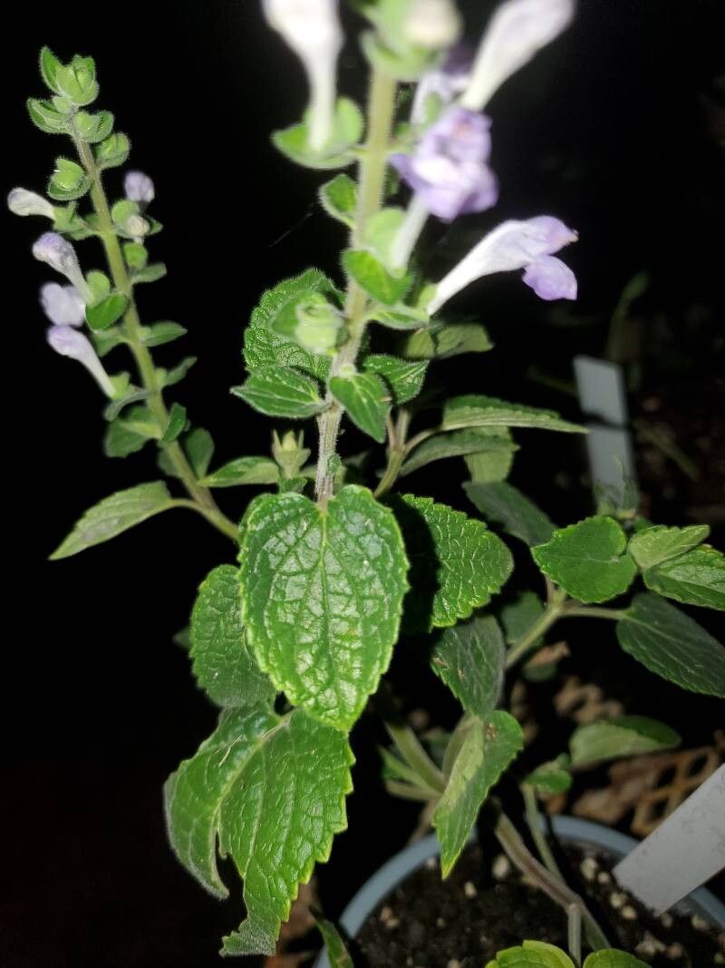 Scutellaria ocmulgee — houseplant care guide