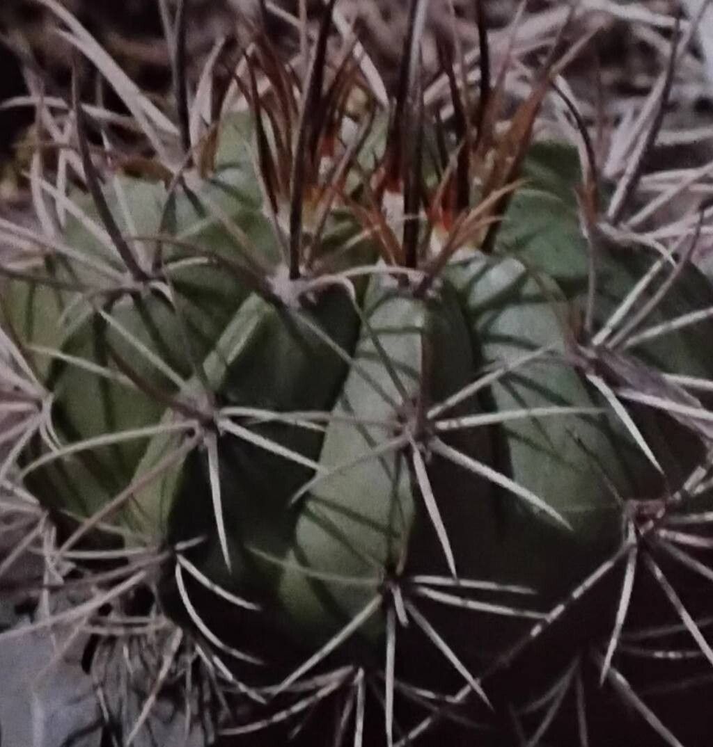 Melocactus sergipensis leaf