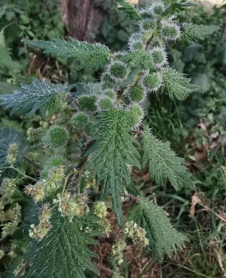 Urtica pilulifera — soil improver houseplant