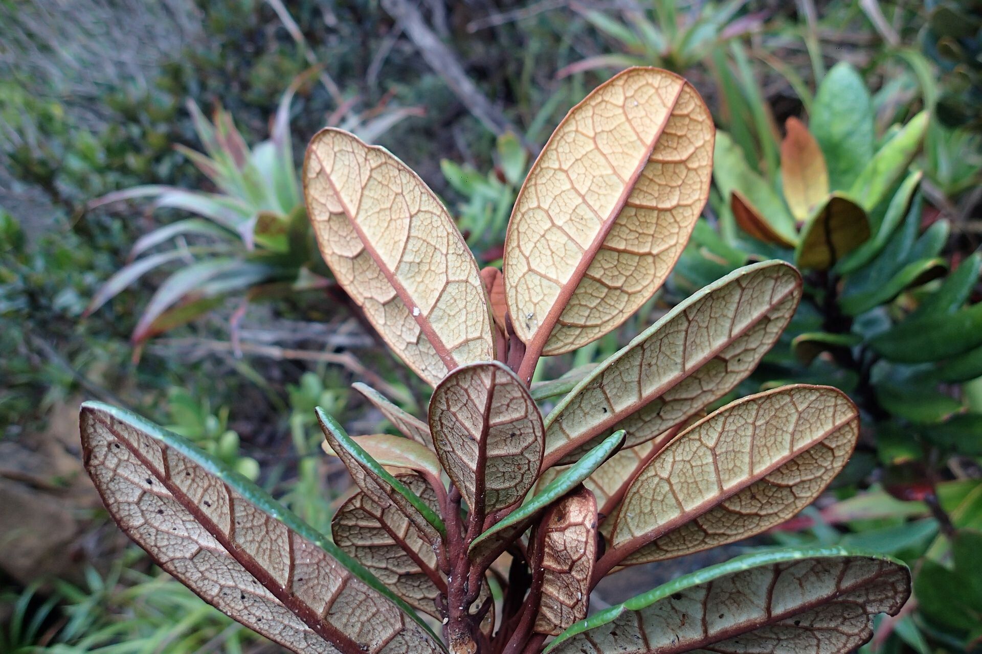 Argophyllum brevipetalum habit