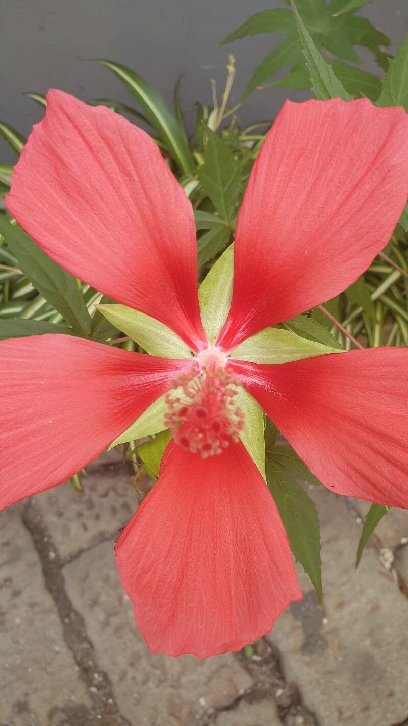 Hibiscus coccineus flower