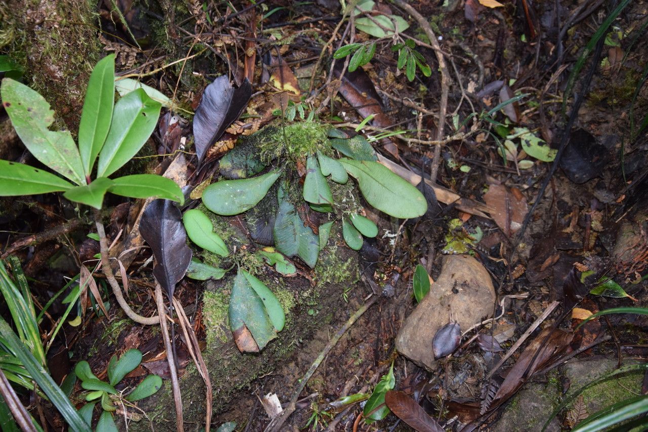 Elaphoglossum glabratum habit