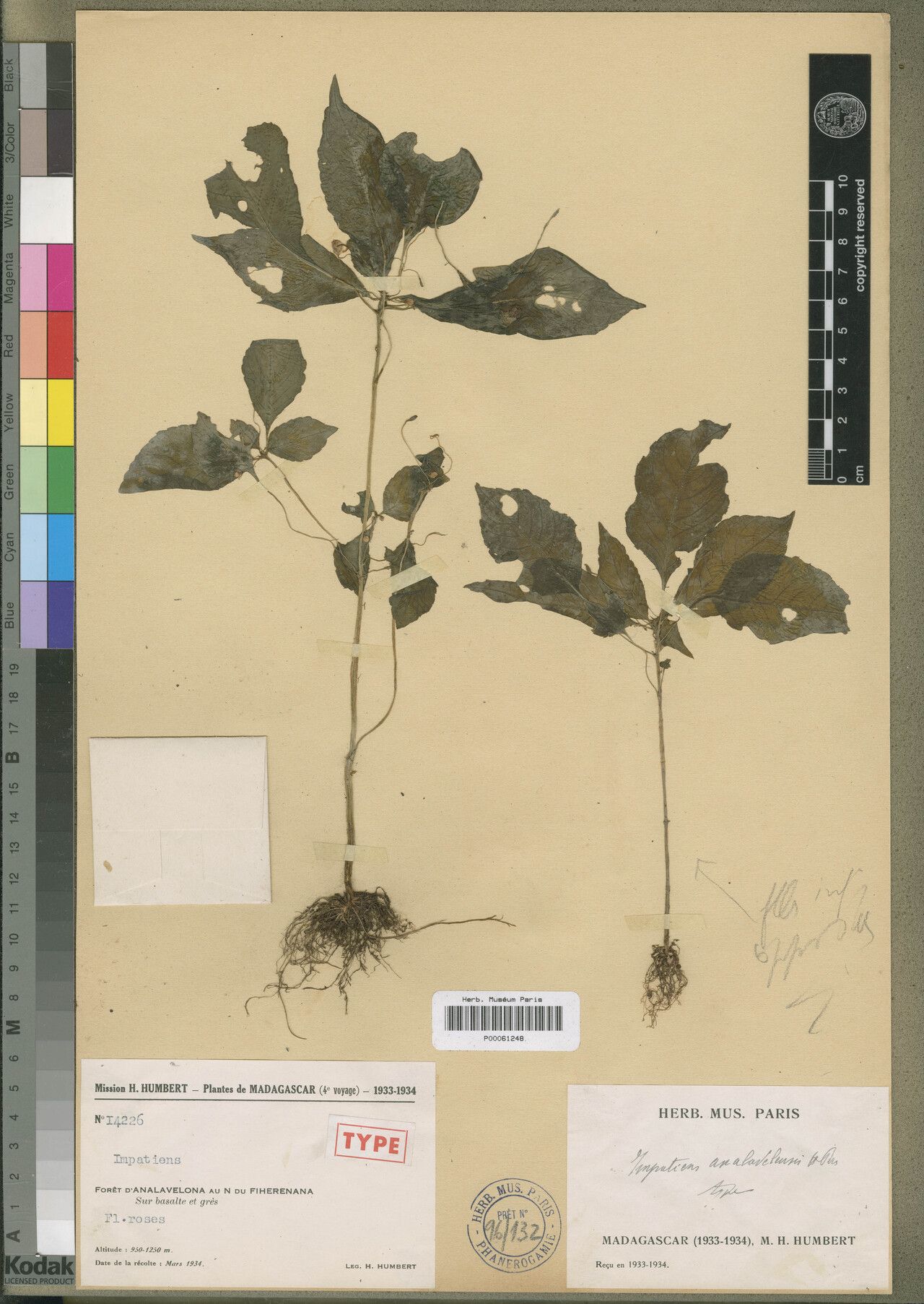 Impatiens analavelensis — houseplant care guide