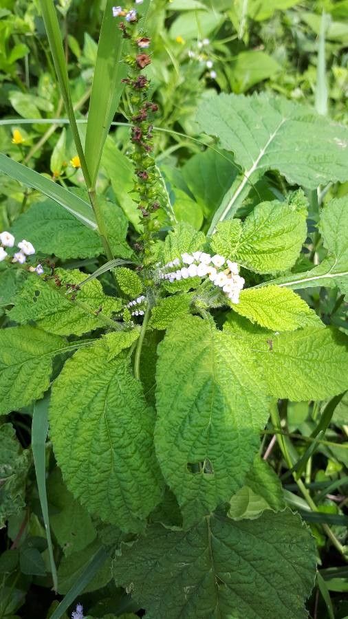 Heliotropium indicum leaf