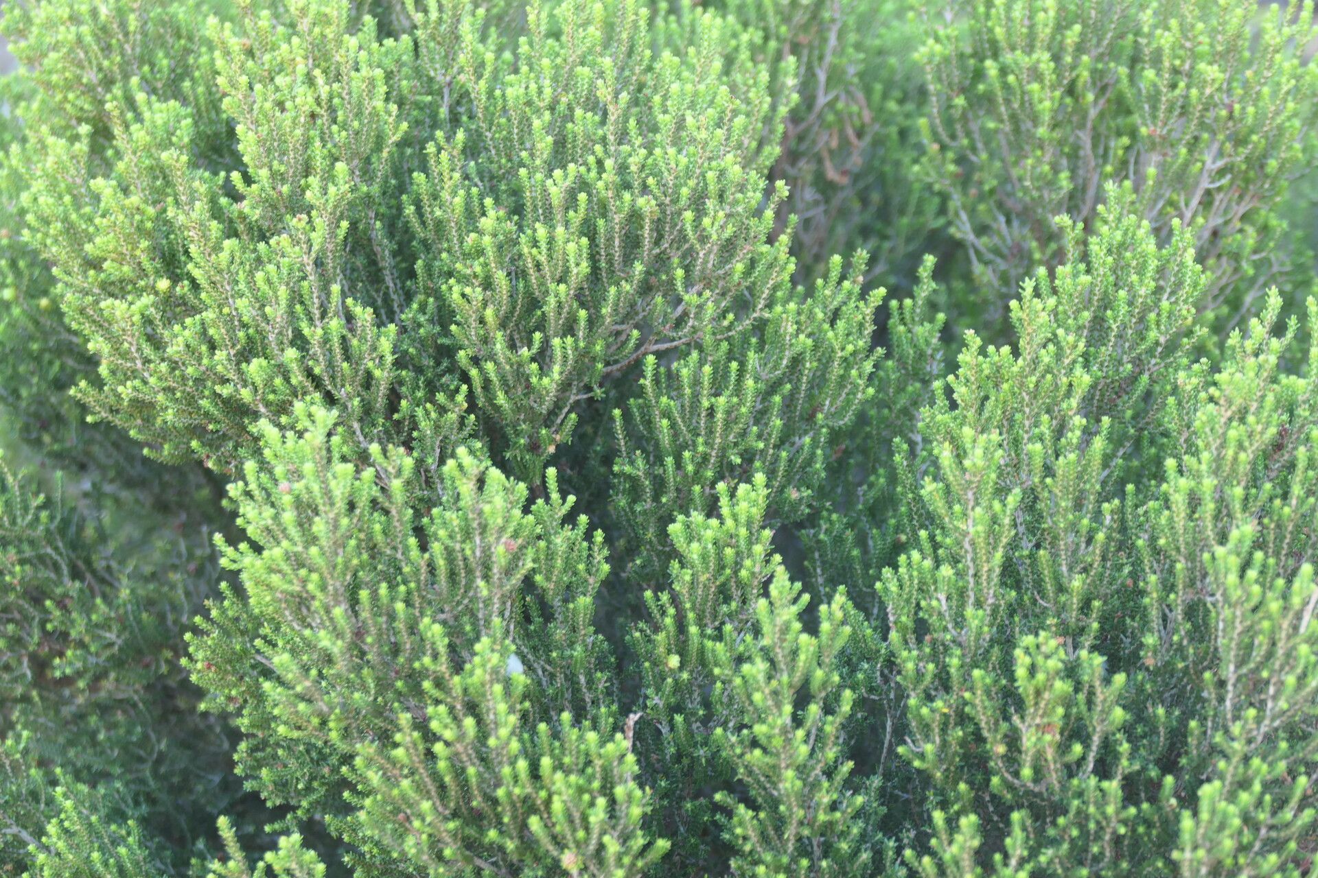 Erica tristis habit