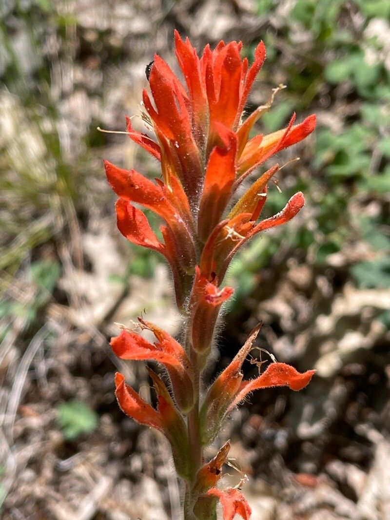 Castilleja pruinosa flower