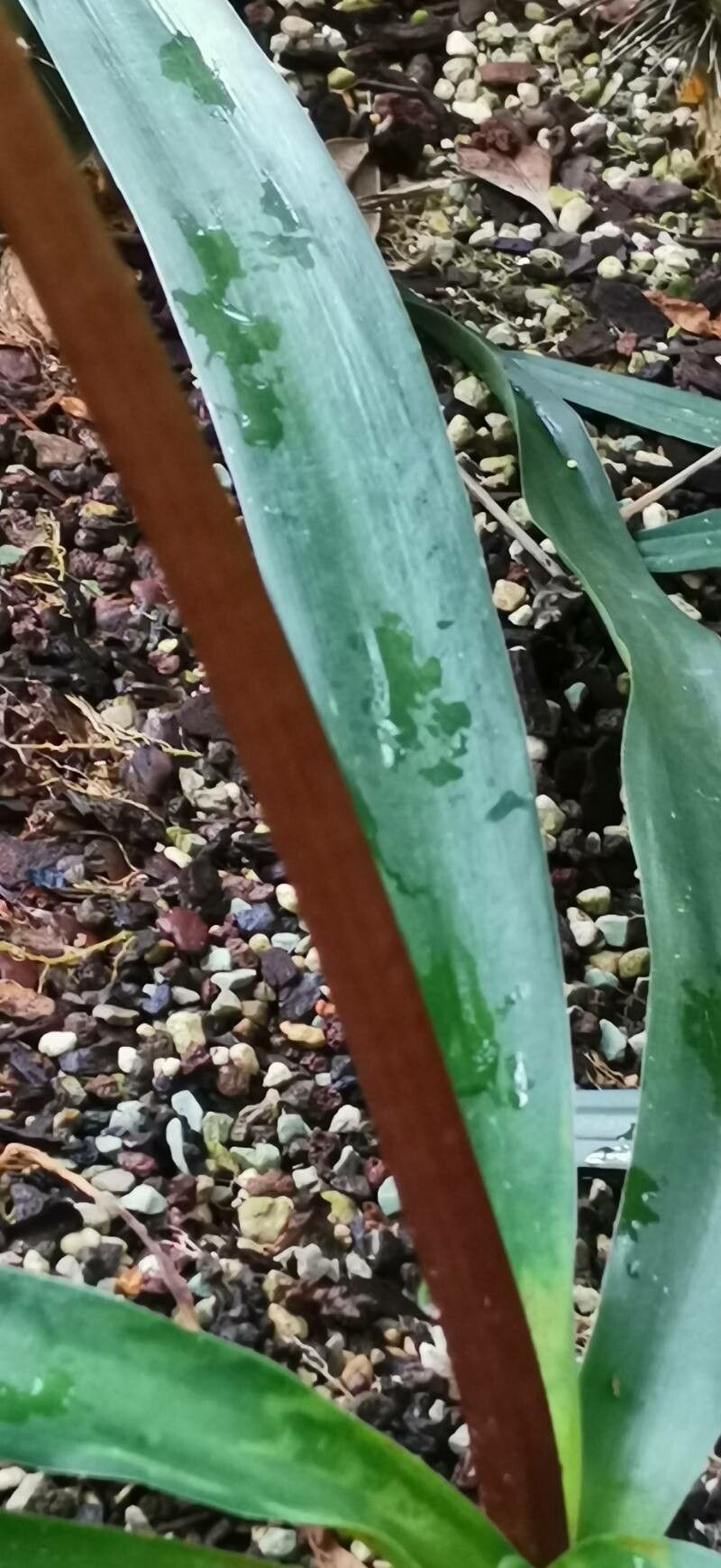 Crinum oliganthum bark