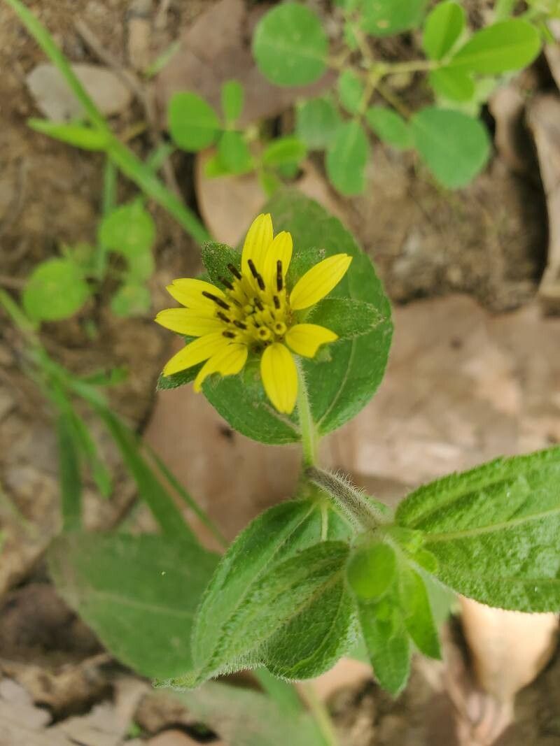 Aspilia africana — related species from the same genus