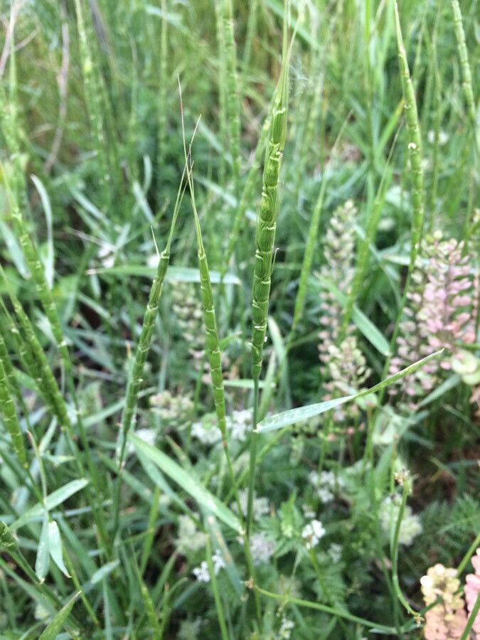 Aegilops tauschii fruit