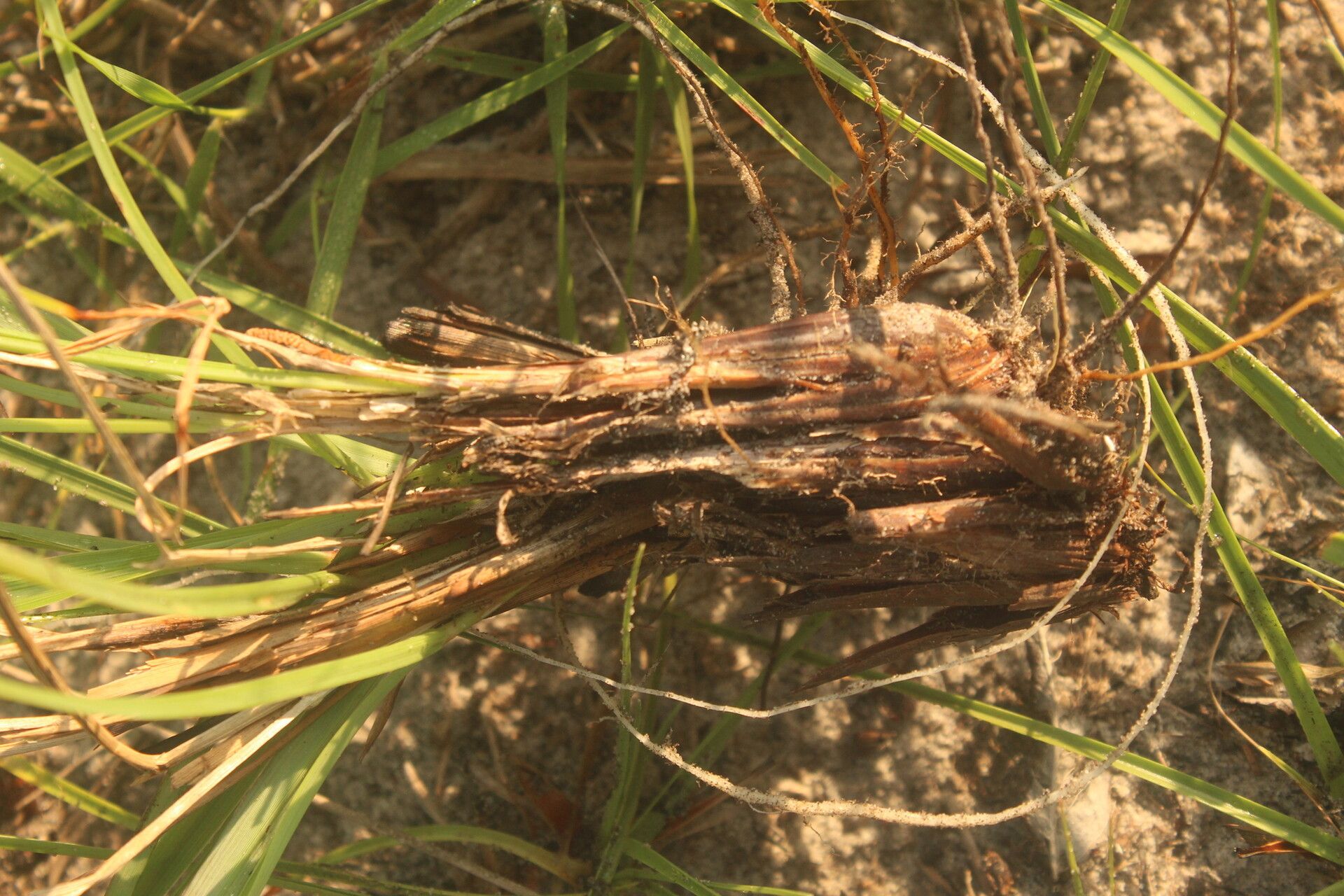 Cyperus vestitus bark