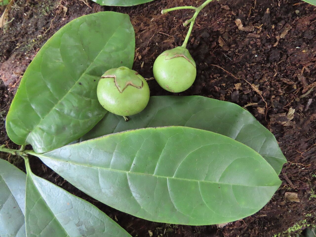 Bourreria costaricensis leaf