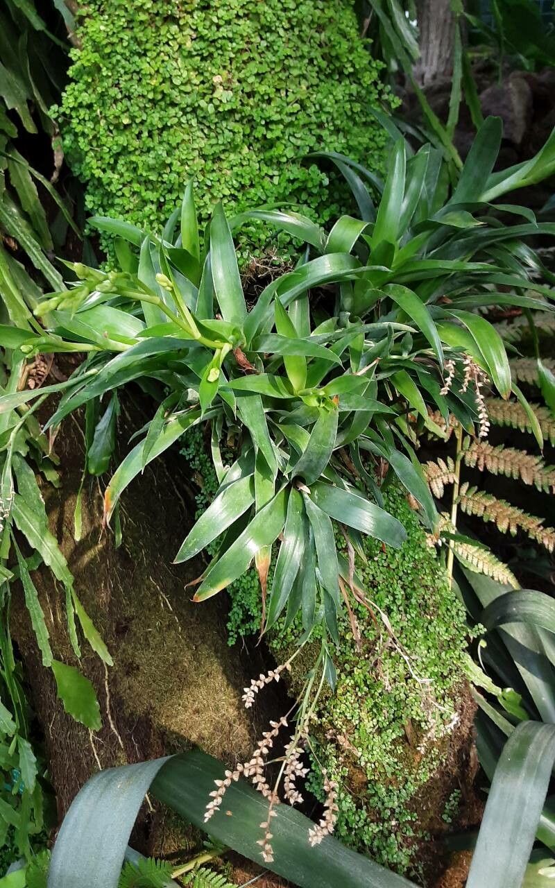 Catopsis sessiliflora leaf