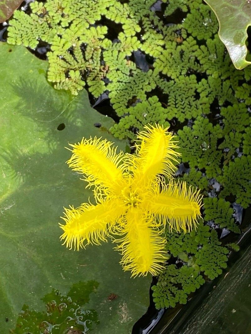 Nymphoides thunbergiana flower
