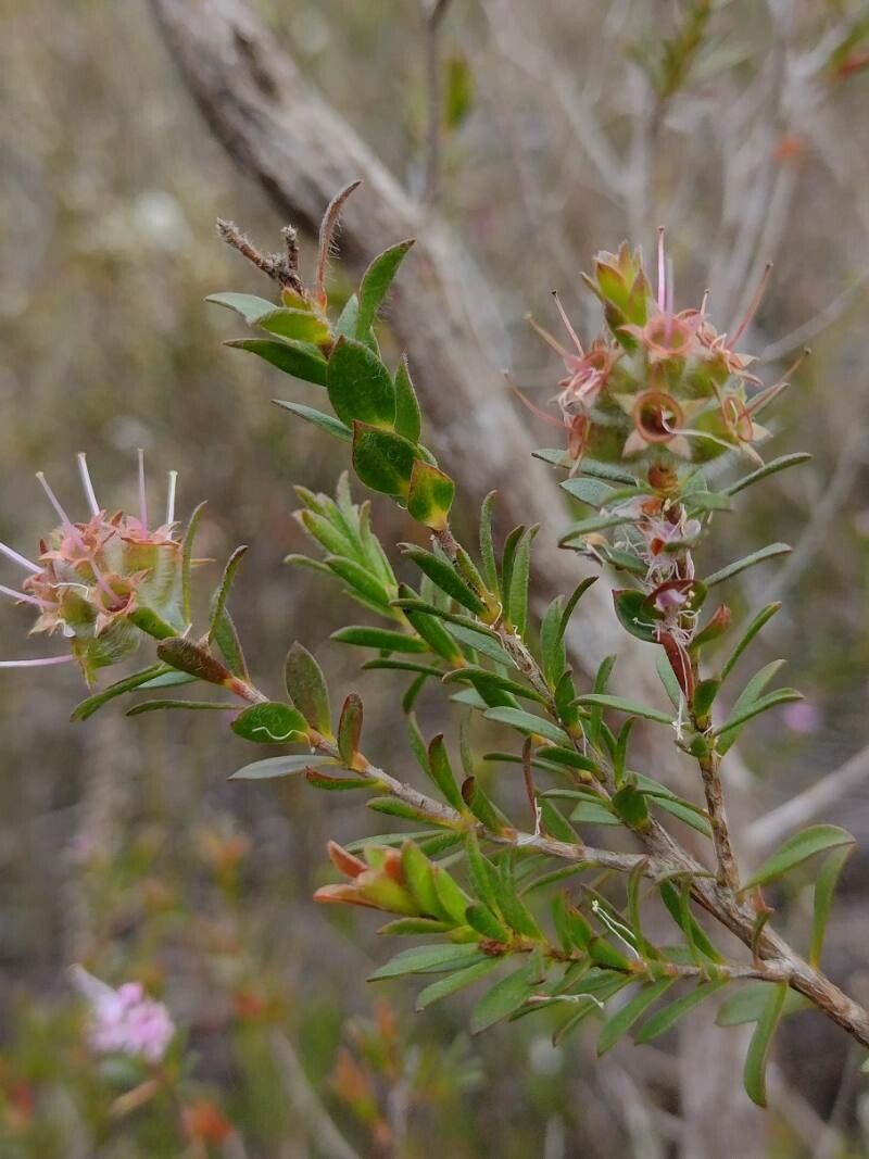 Kunzea capitata leaf