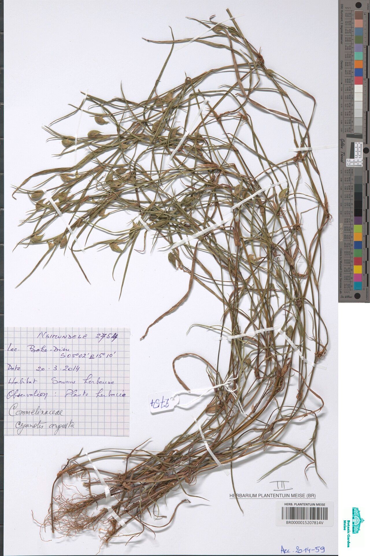 Cyanotis angusta — related species from the same genus