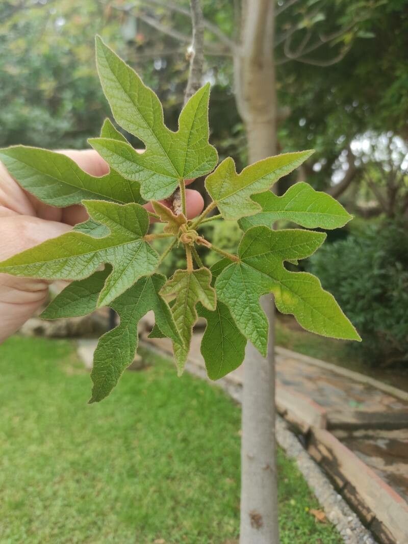 Brachychiton bidwillii leaf