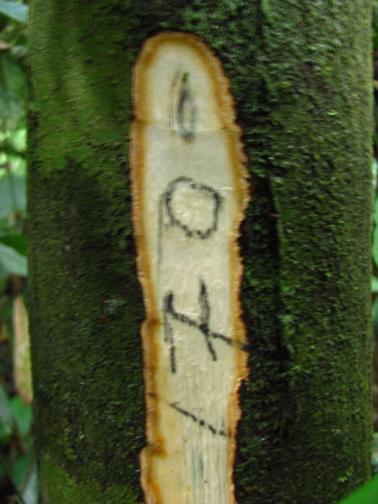 Diospyros piscatoria bark