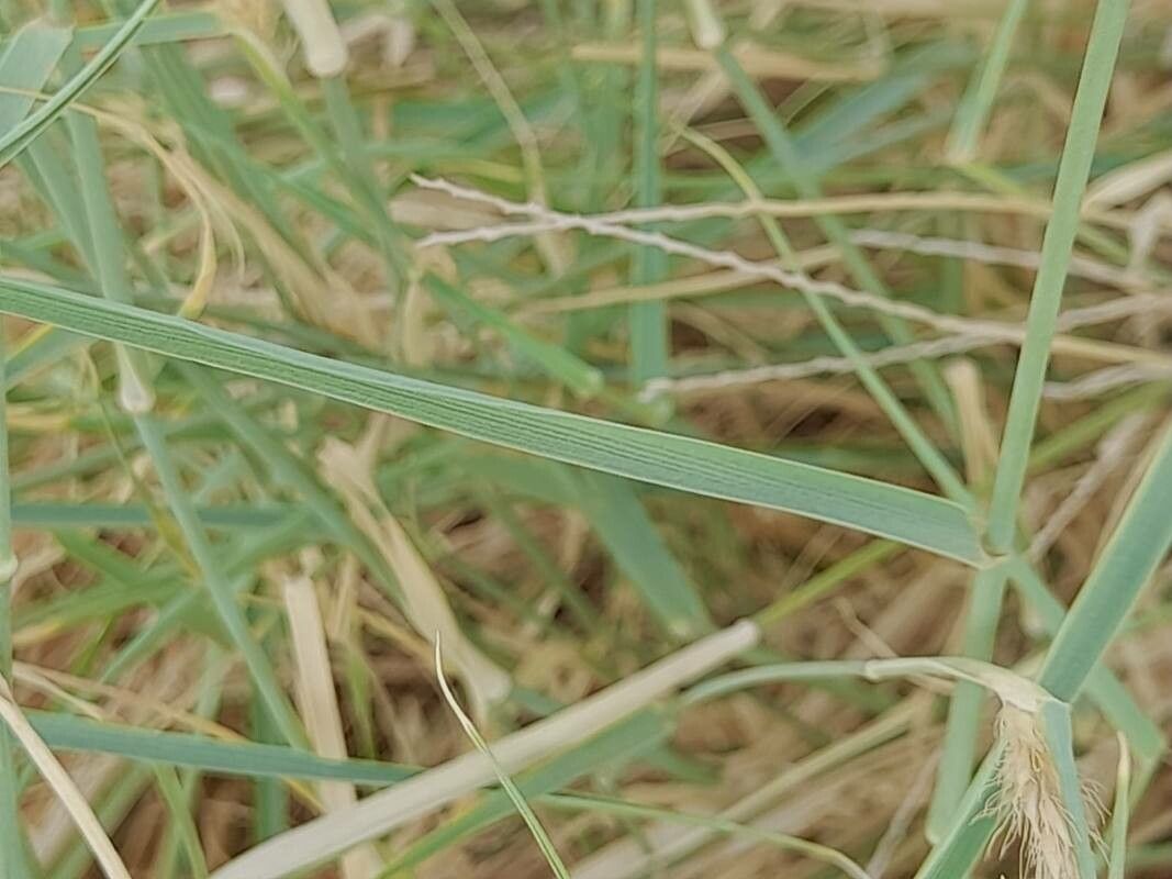 Cenchrus divisus leaf