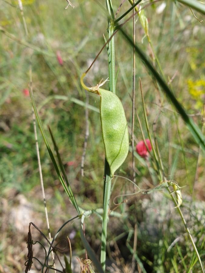 Lathyrus setifolius fruit