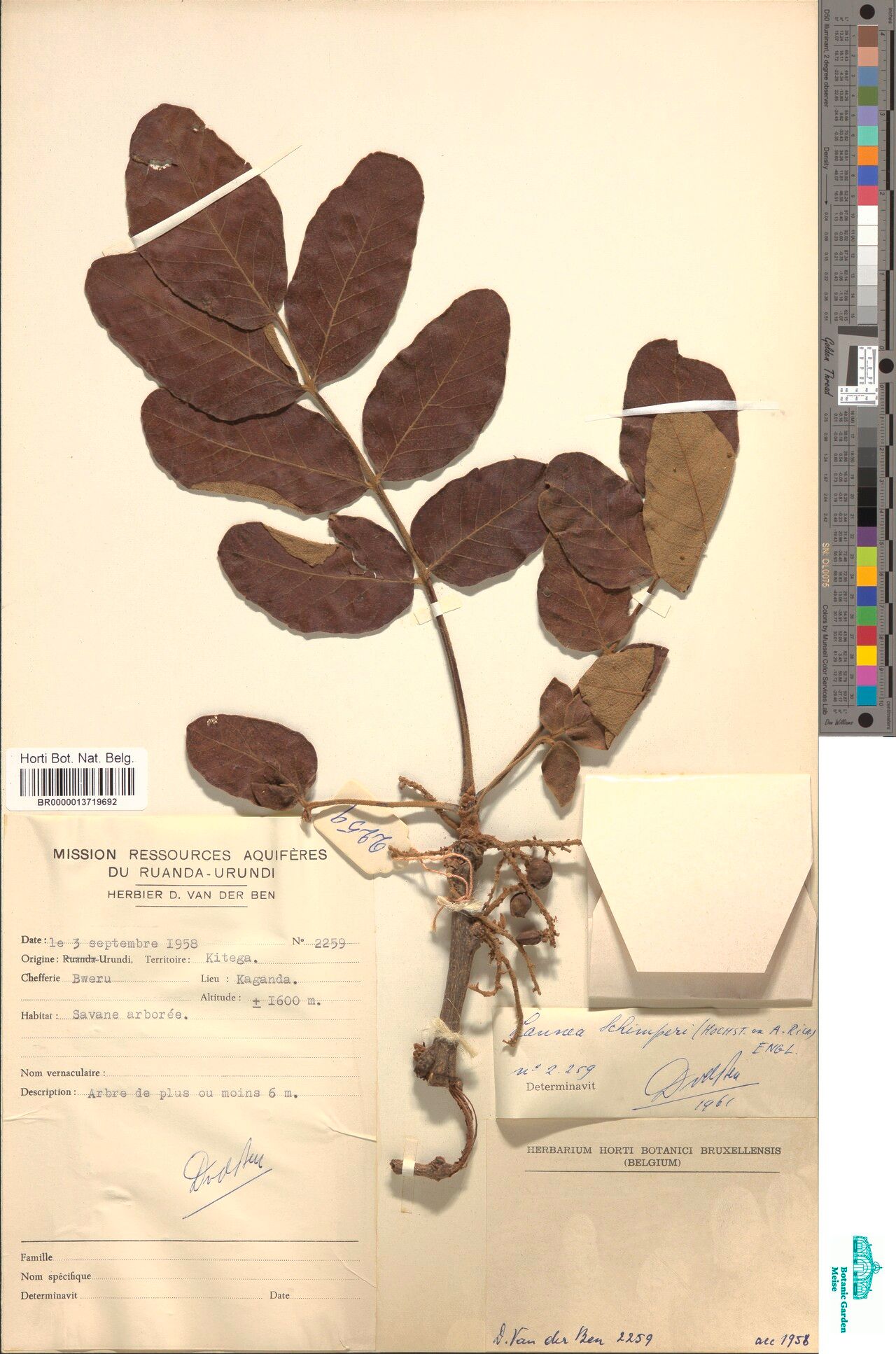 Lannea schimperi — search result for 'Lannea'