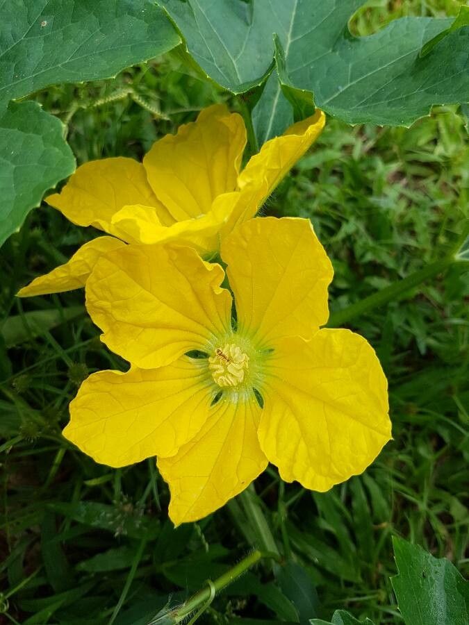 Benincasa hispida flower