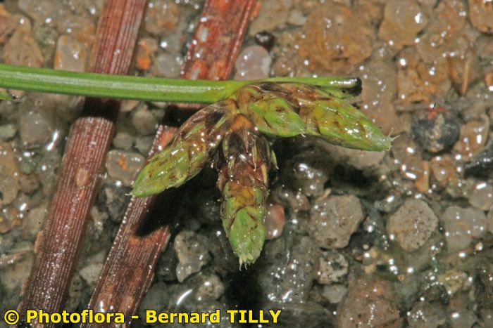 Schoenoplectus supinus — search result for 'Schoenoplectus'