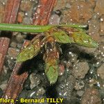 Schoenoplectus supinus