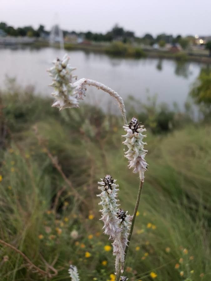 Froelichia floridana — houseplant care guide