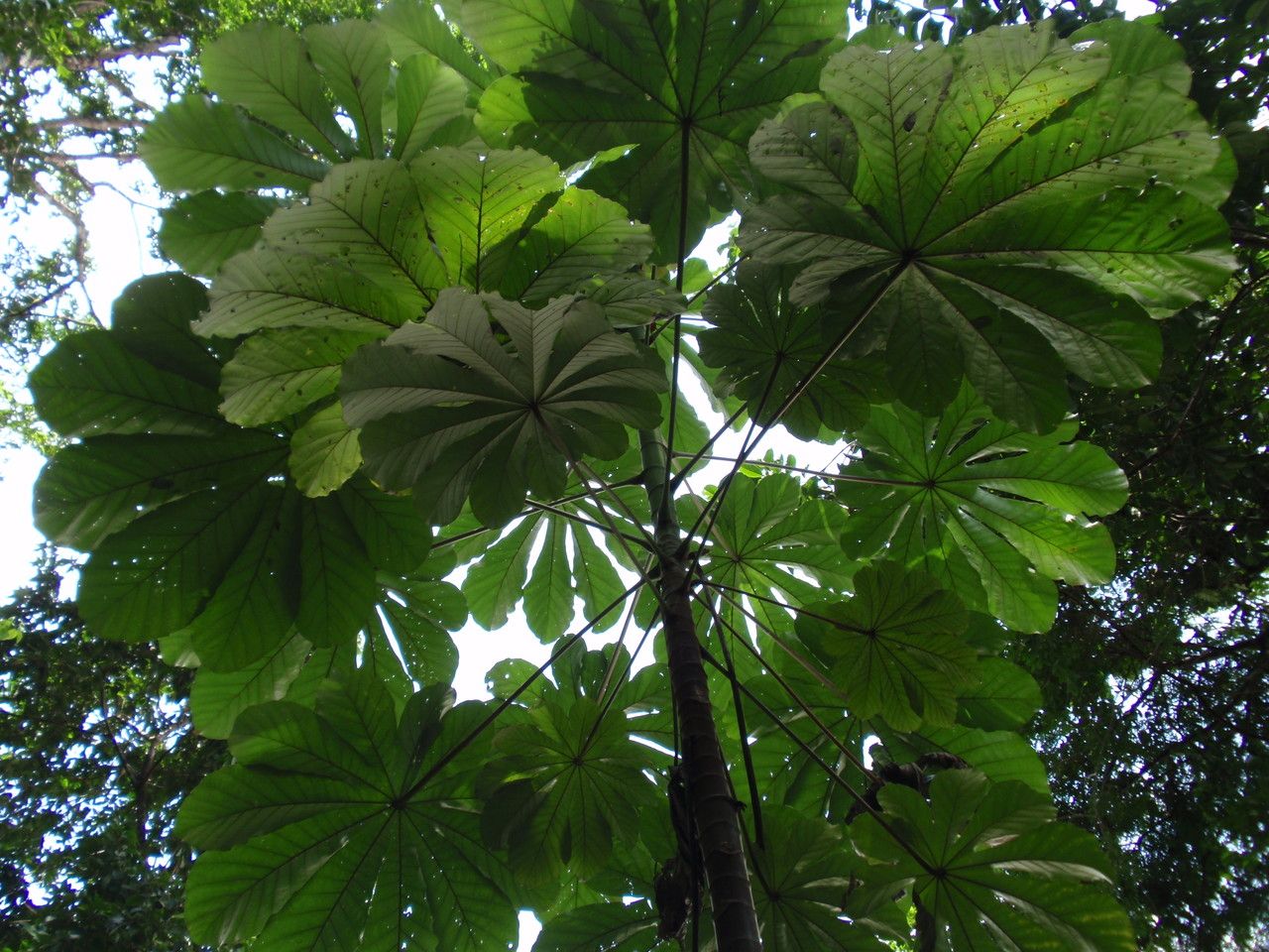 Cecropia obtusa leaf
