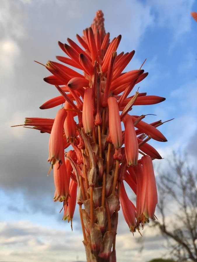 Aloe pluridens flower