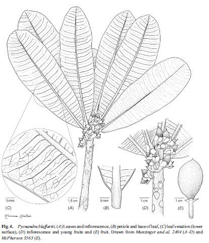 Pycnandra blaffartii other