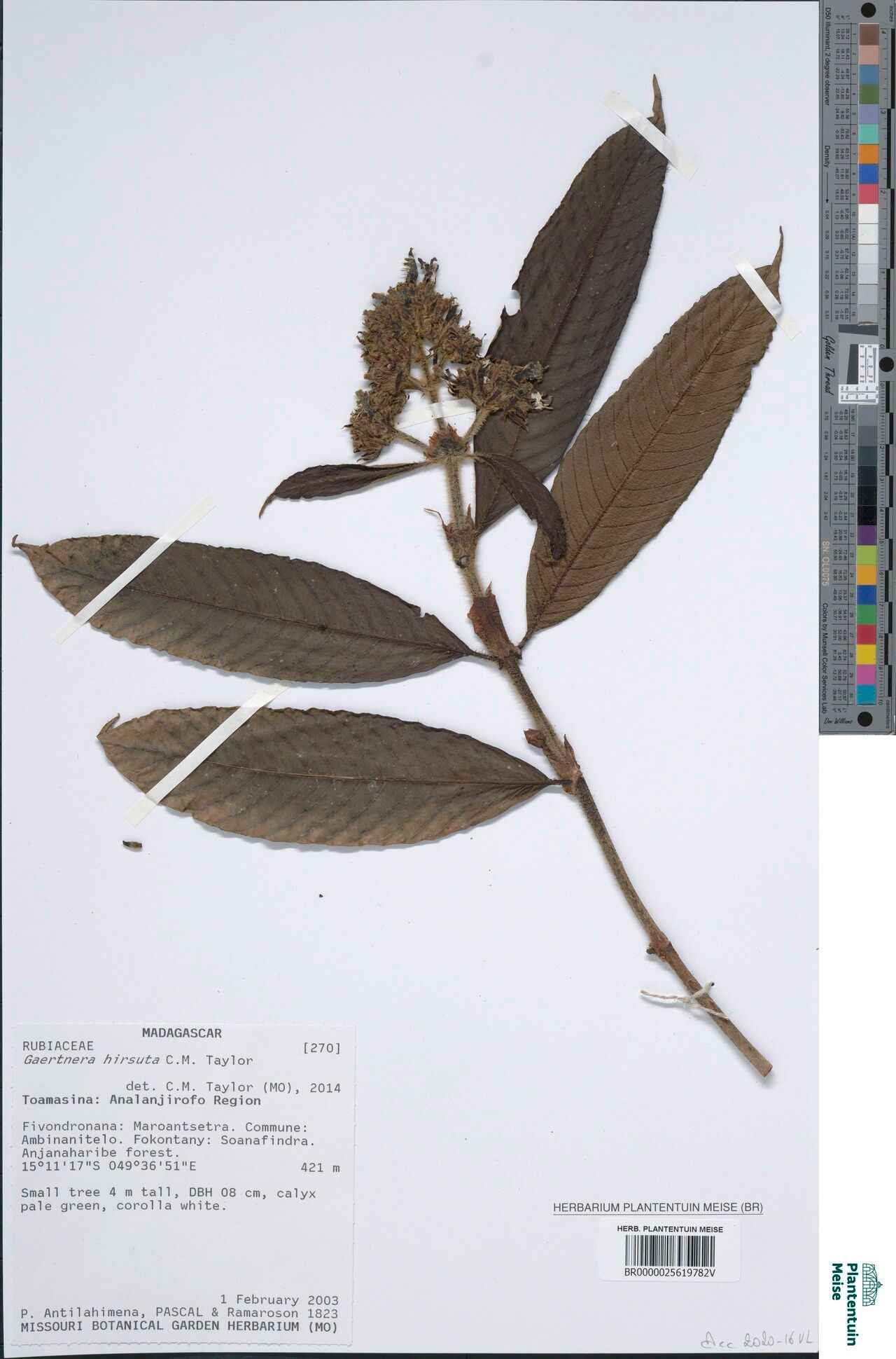 Gaertnera hirsuta — houseplant care guide