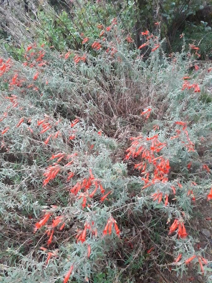 Epilobium canum habit