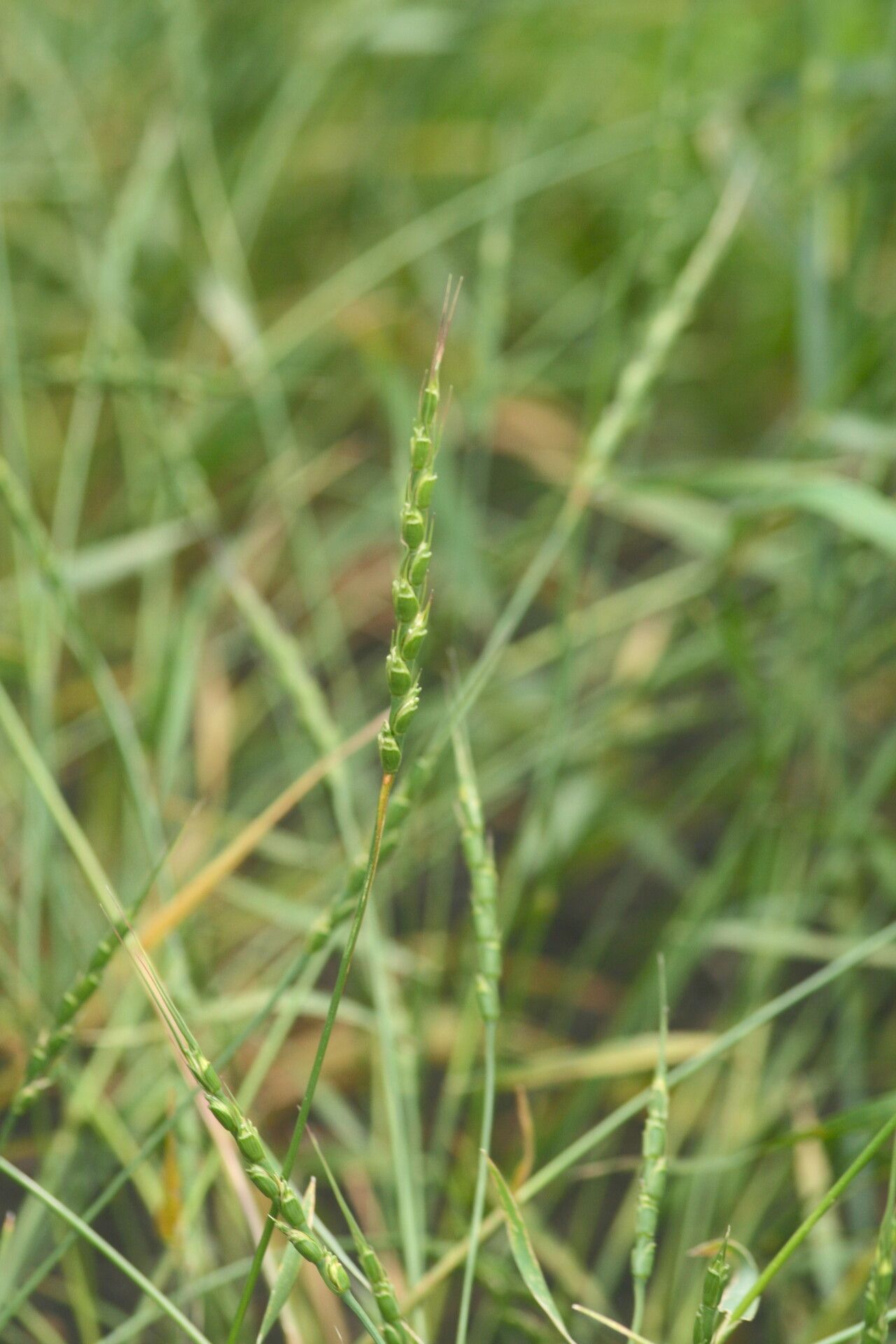 Aegilops tauschii flower