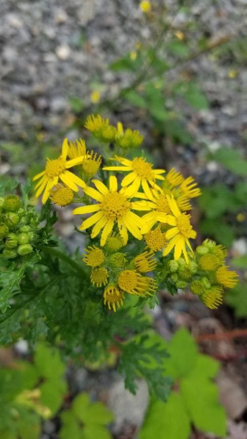 Senecio jacobaea flower