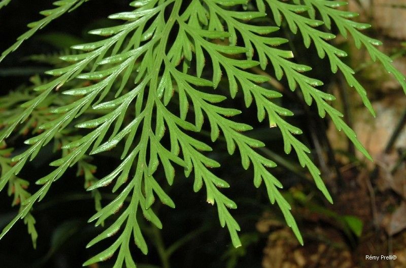 Asplenium subflexuosum — houseplant care guide