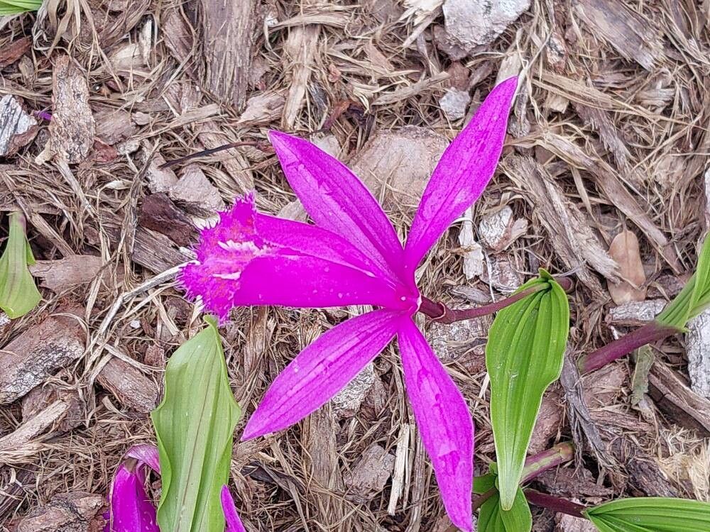 Pleione bulbocodioides flower