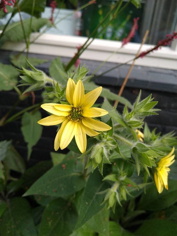 Silphium mohrii flower