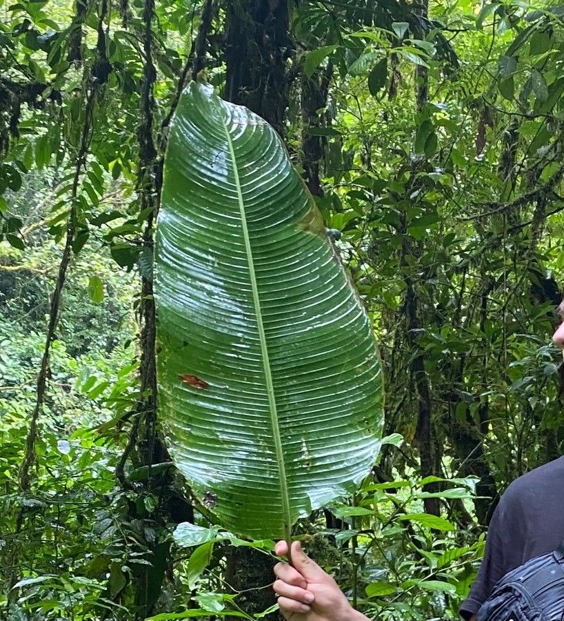 Heliconia sarapiquensis — search result for 'Heliconia'