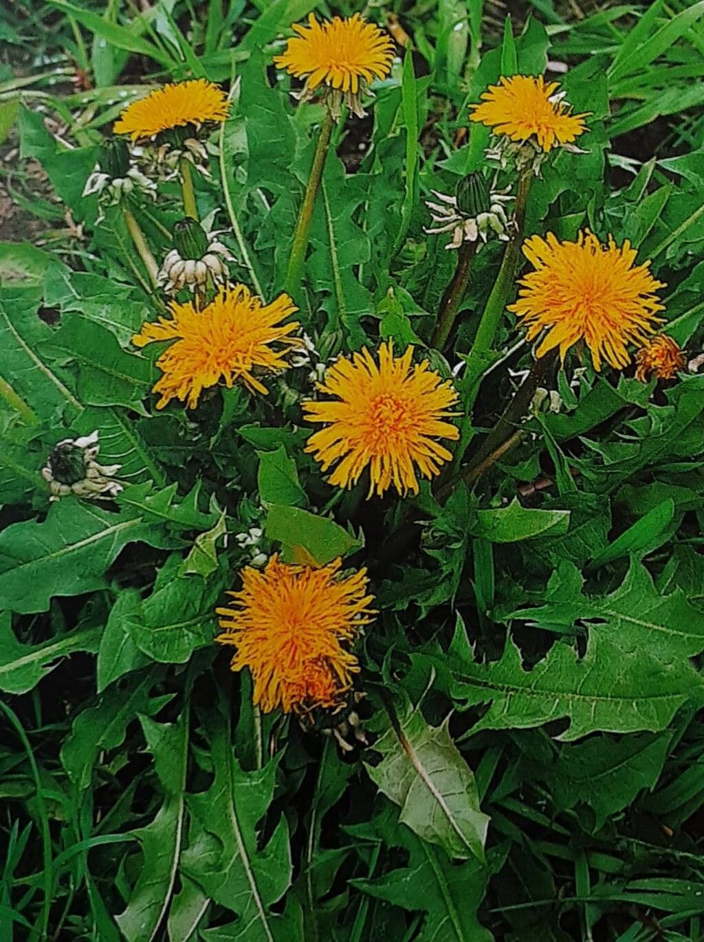 Taraxacum semiglobosum — search result for 'Taraxacum'