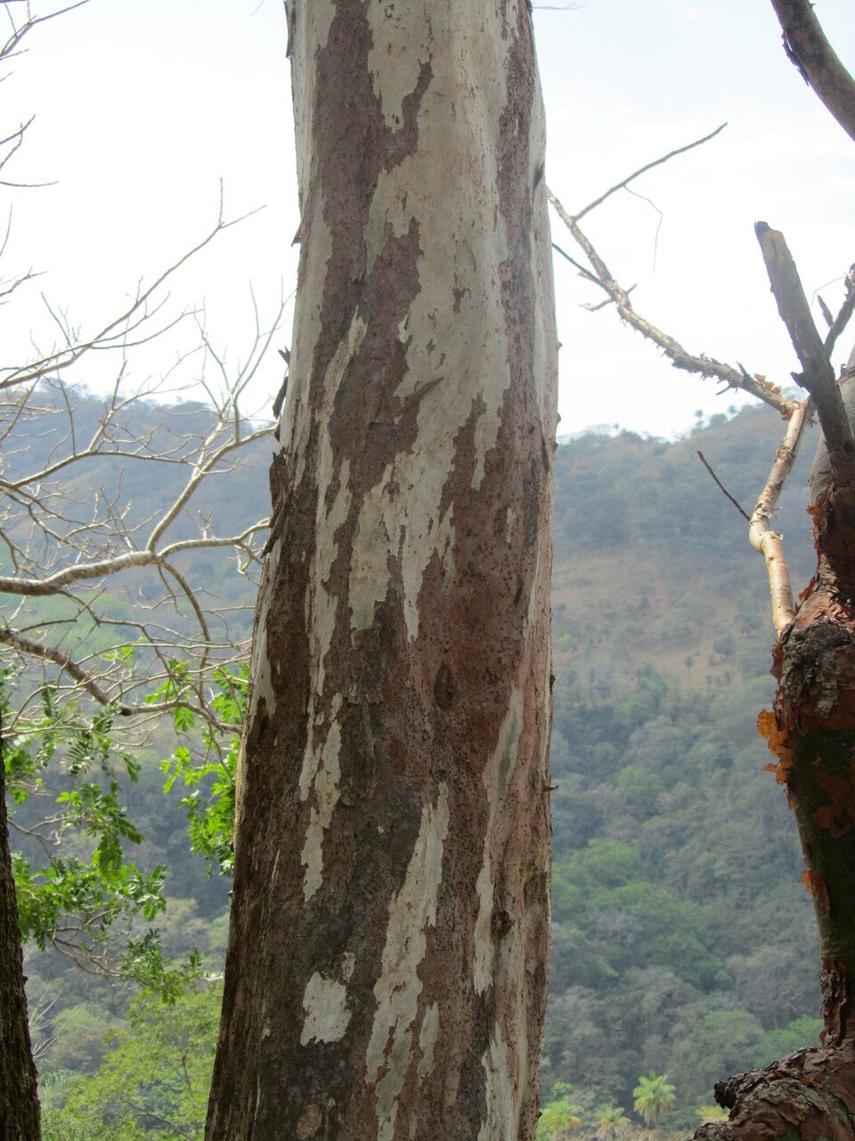Triplaris melaenodendron bark