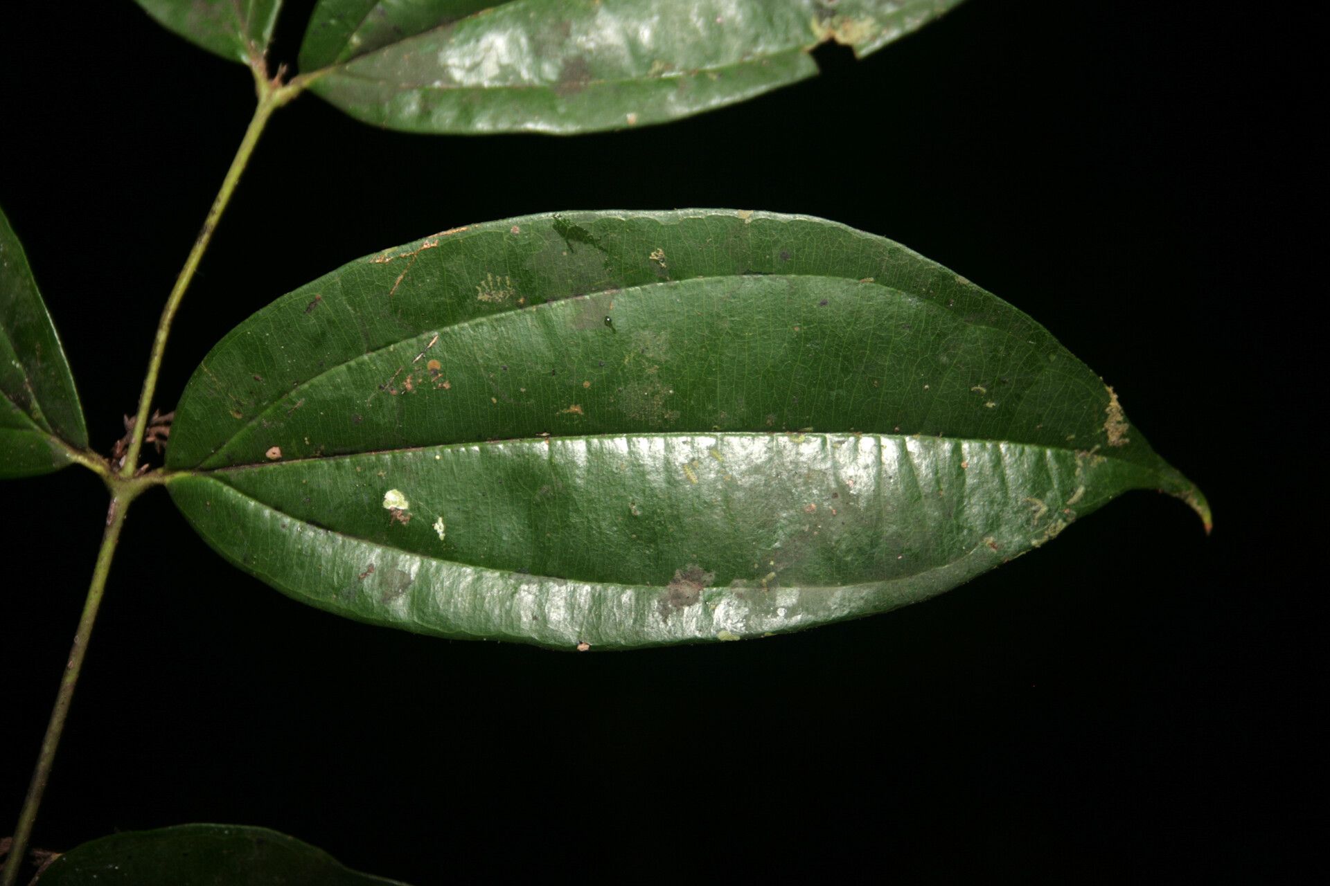 Strychnos cayennensis — houseplant care guide