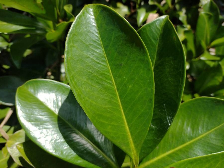 Ardisia revoluta — search result for 'Ardisia'