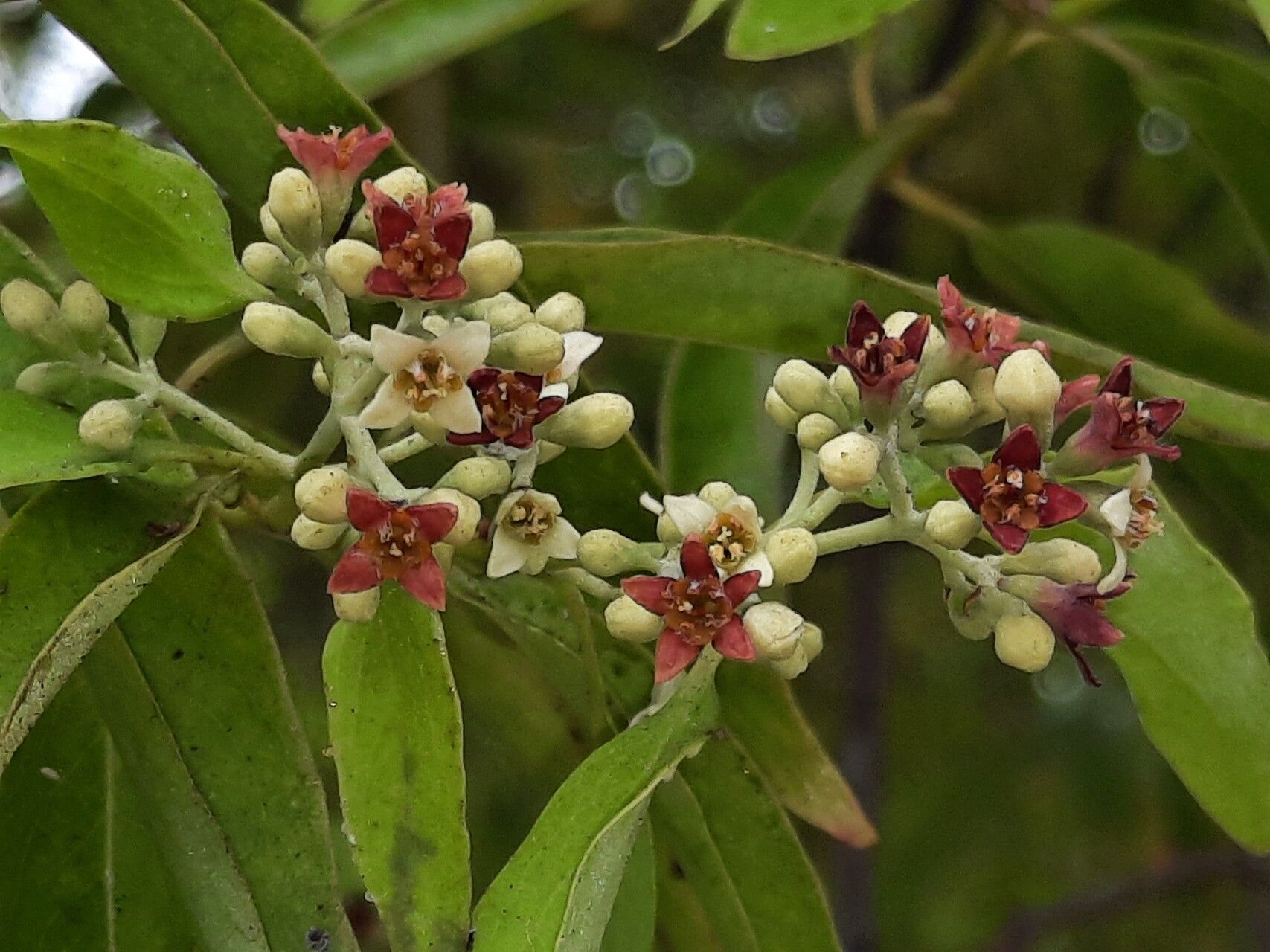 Santalum yasi flower