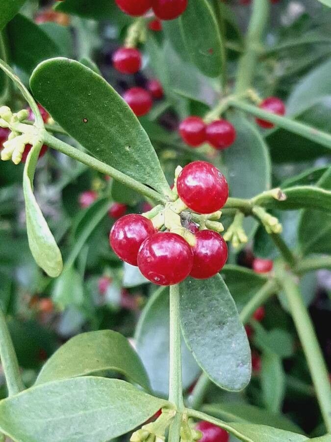 Viscum cruciatum — search result for 'Syria'