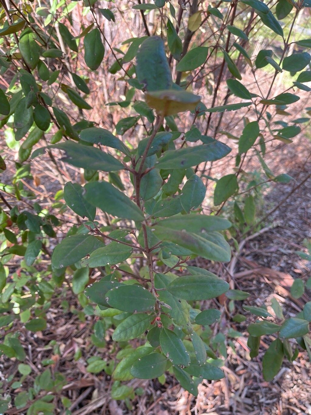 Correa lawrenciana — search result for 'Correa'