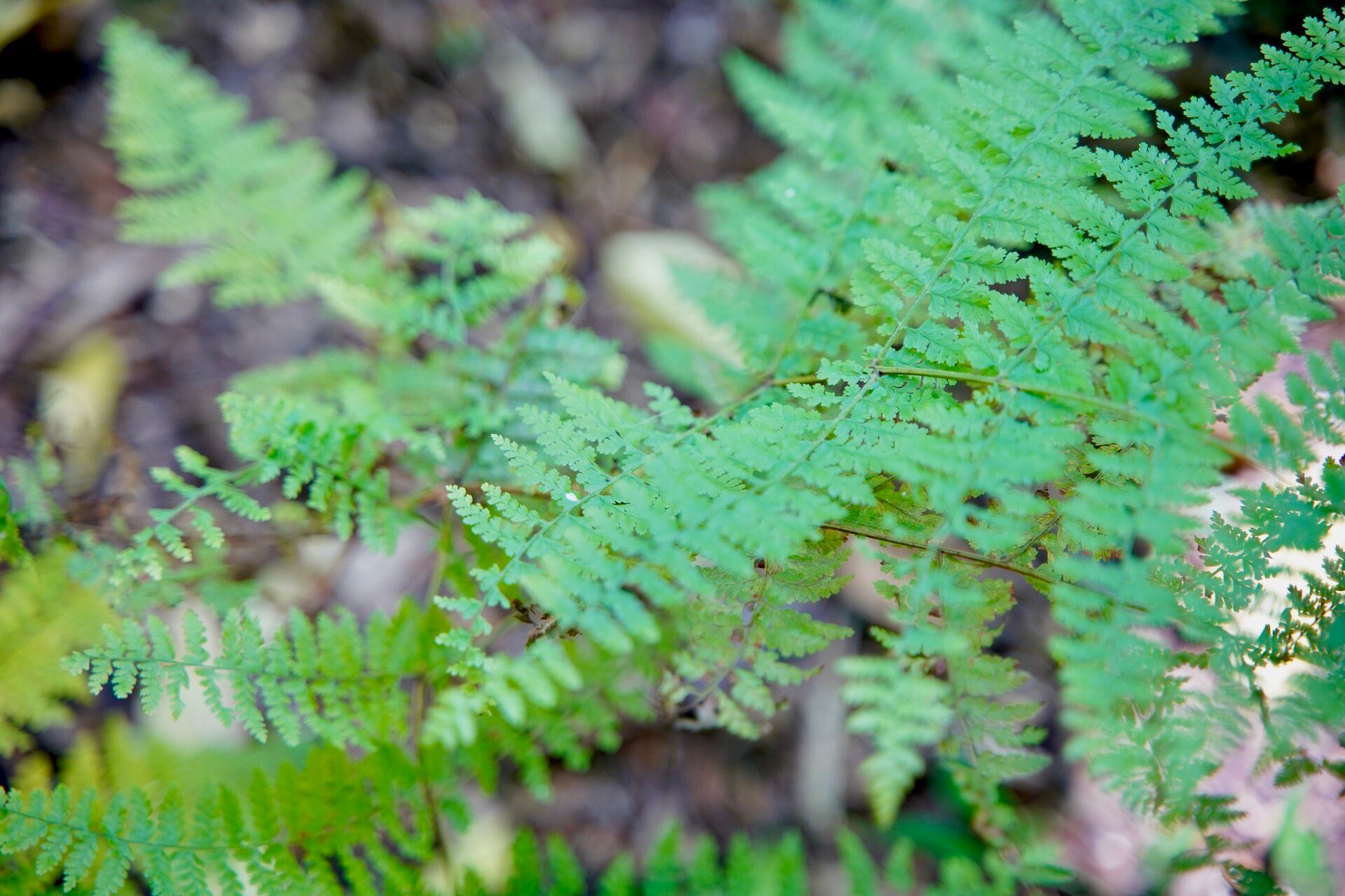 Asplenium haurakiense leaf