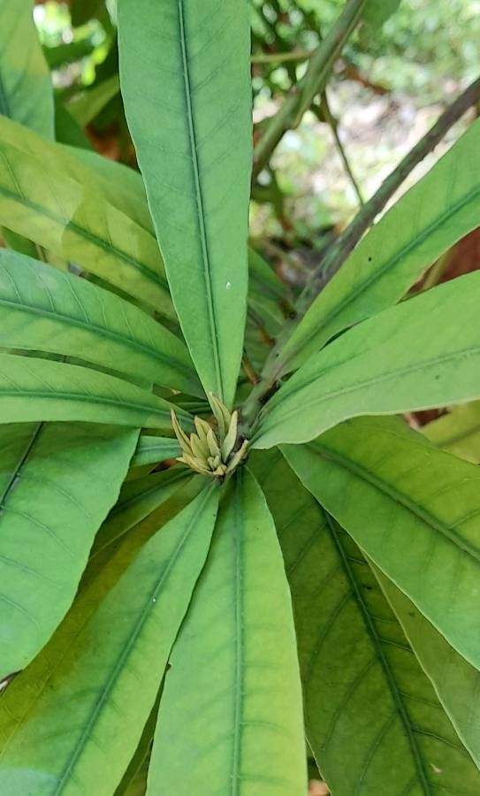 Pouteria gardneriana — houseplant care guide