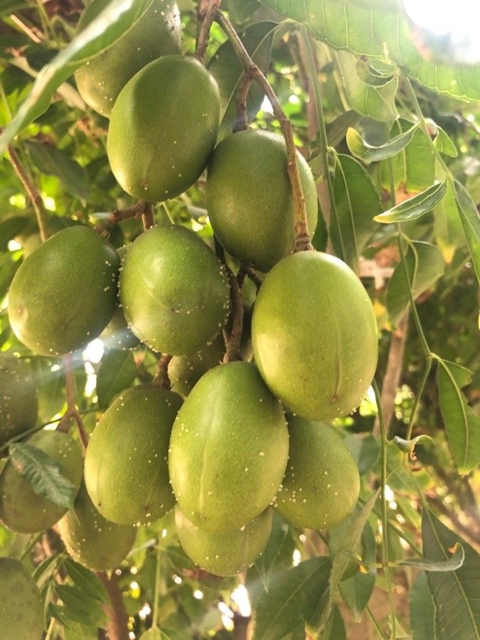 Spondias pinnata fruit