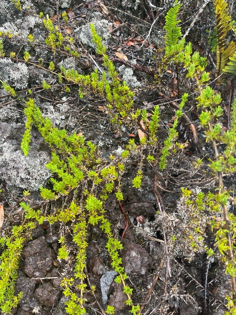 Coprosma ernodeoides — houseplant care guide